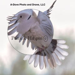 A-Dove Photography logo